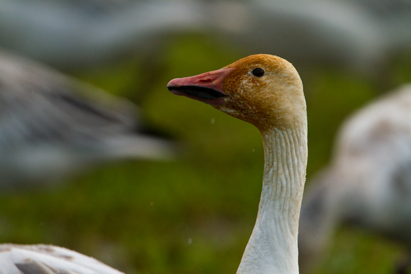 Snow Goose